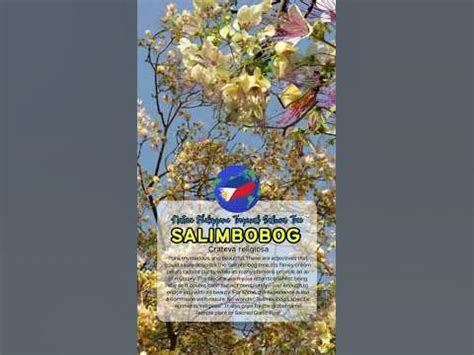 salimbobog fish|Salingbobog Tree .